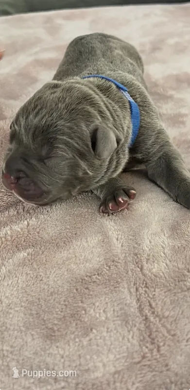 Dark Blue Girl – Cane Corso puppy for sale in Blythewood, SC