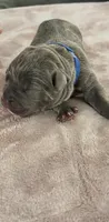 Gray Collar, a female Cane Corso for sale in Blythewood, SC – 3 of 3