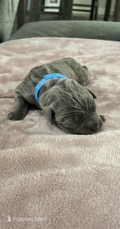 Light Blue – Cane Corso puppy for sale in Blythewood, SC