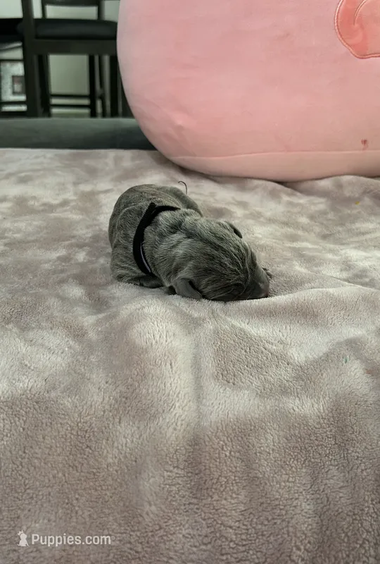 Black Girl – Cane Corso puppy for sale in Blythewood, SC