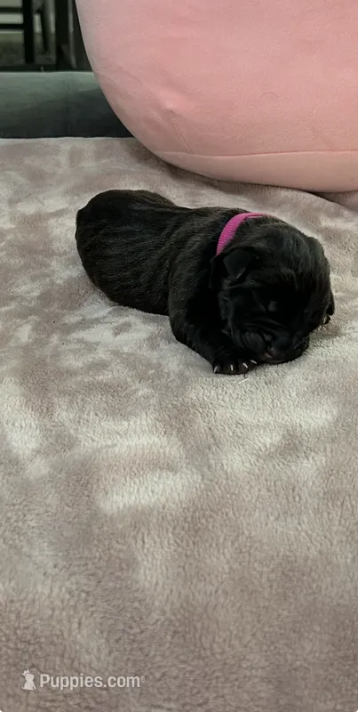Dark Pink Boy – Cane Corso puppy for sale in Blythewood, SC