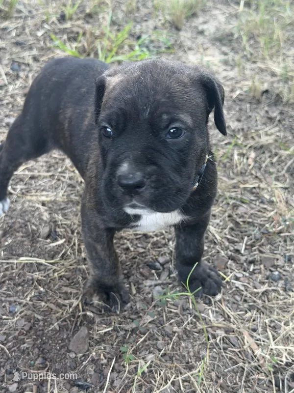 Brown Boy – Cane Corso puppy for sale in Blythewood, SC