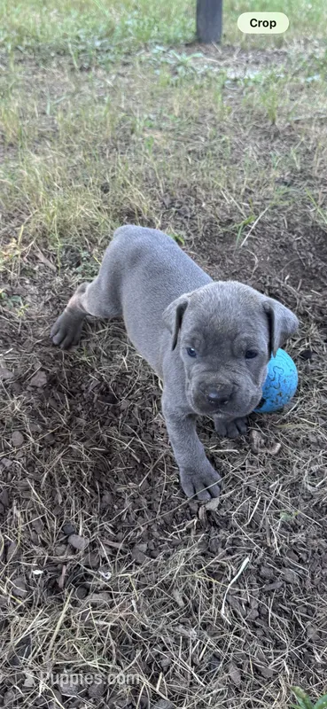 Black Collar – Cane Corso puppy for sale in Blythewood, SC