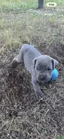 Black Collar, a female Cane Corso for sale in Blythewood, SC – 1 of 2