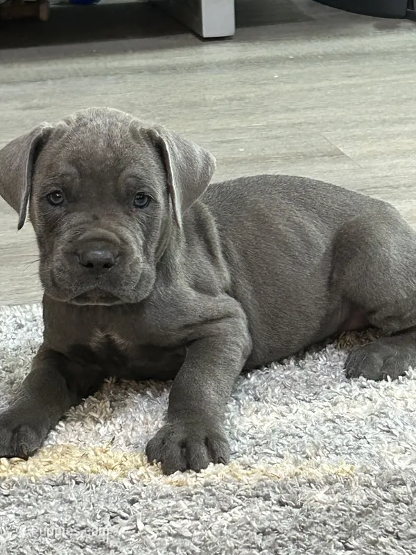 Deep Green Collar – Cane Corso puppy for sale in Blythewood, SC