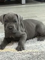 Deep Green Collar, a male Cane Corso for sale in Blythewood, SC – 1 of 3