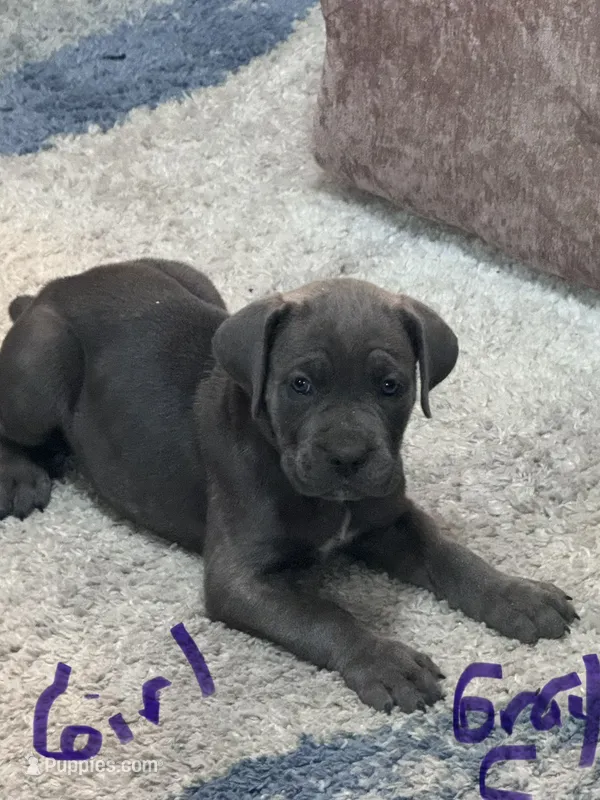 Gray Collar – Cane Corso puppy for sale in Blythewood, SC