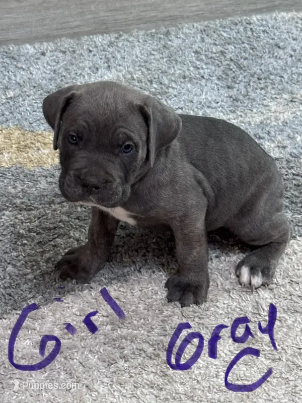 Gray Collar, a female Cane Corso for sale in Blythewood, SC – 1 of 3