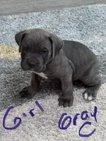 Gray Collar, a female Cane Corso for sale in Blythewood, SC – 1 of 3