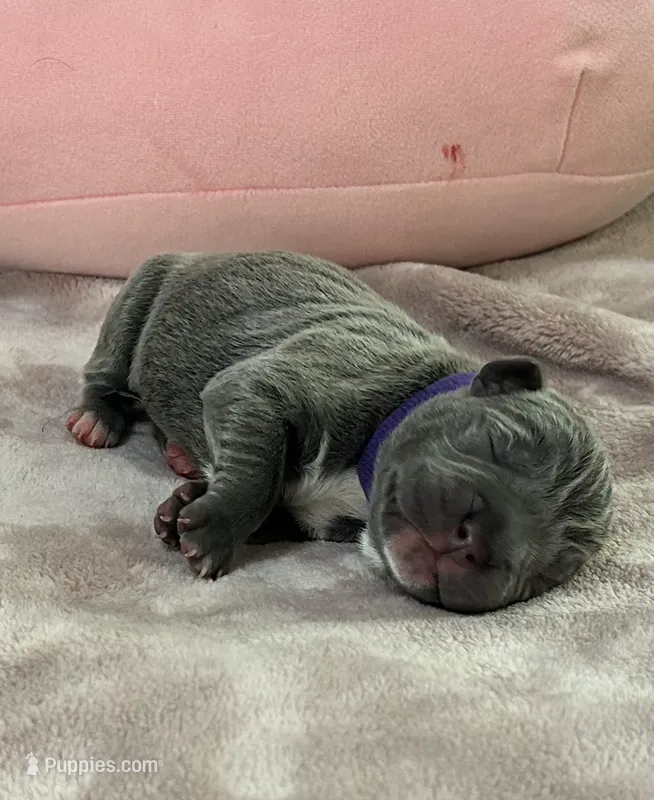Purple Boy – Cane Corso puppy for sale in Blythewood, SC