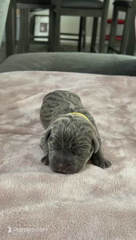 Yellow Boy – Cane Corso puppy for sale in Blythewood, SC