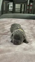 Purple Collar, a male Cane Corso for sale in Blythewood, SC – 3 of 3