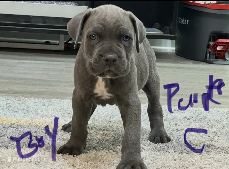 Purple Collar – Cane Corso puppy for sale in Blythewood, SC