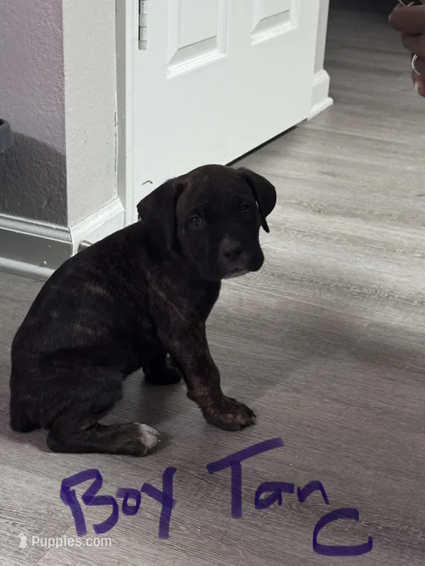 Tan Collar – Cane Corso puppy for sale in Blythewood, SC
