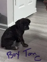 Tan Collar, a male Cane Corso for sale in Blythewood, SC – 1 of 3