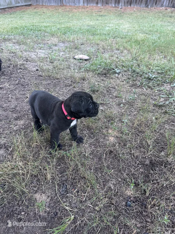 Light Pink Girl – Cane Corso puppy for sale in Blythewood, SC