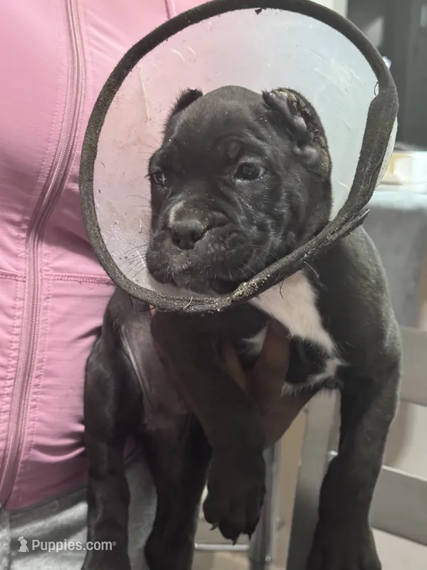 Pink Collar – Cane Corso puppy for sale in Blythewood, SC
