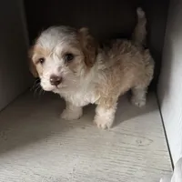 Max, a male Cockapoo for sale in Richmond, CA – Photo 6 of 7