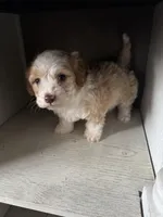 Max, a male Cockapoo for sale in Richmond, CA – Photo 6 of 7