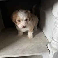 Max, a male Cockapoo for sale in Richmond, CA – Photo 7 of 7