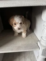 Max, a male Cockapoo for sale in Richmond, CA – Photo 7 of 7