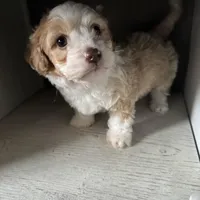 Max, a male Cockapoo for sale in Richmond, CA – Photo 4 of 7