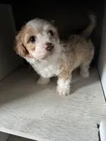 Max, a male Cockapoo for sale in Richmond, CA – Photo 4 of 7