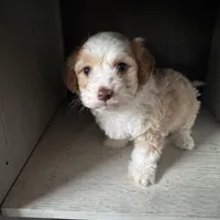 Max, a male Cockapoo for sale in Richmond, CA – Photo 2 of 7