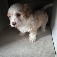Max, a male Cockapoo for sale in Richmond, CA – Photo 3 of 7