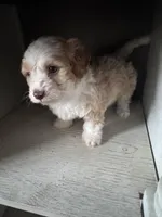 Max, a male Cockapoo for sale in Richmond, CA – Photo 3 of 7