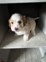 Max, a male Cockapoo for sale in Richmond, CA – Photo 1 of 7