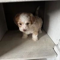 Max, a male Cockapoo for sale in Richmond, CA – Photo 5 of 7