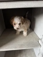 Max, a male Cockapoo for sale in Richmond, CA – Photo 5 of 7