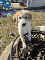 Sage, a female Siberian Husky and Golden Retriever for sale in Romulus, MI – Photo 2 of 3