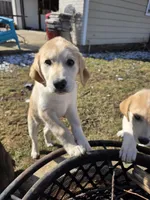 Sage, a female Siberian Husky and Golden Retriever for sale in Romulus, MI – Photo 1 of 3