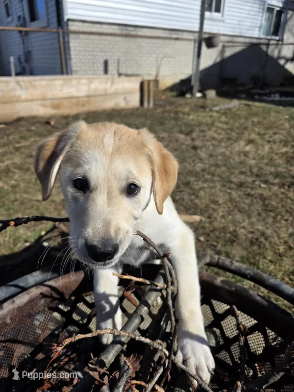 Honey, a female Siberian Husky and Golden Retriever for sale in Romulus, MI – Photo 1 of 3