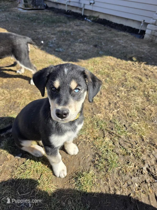 Luna, a female Siberian Husky and Golden Retriever for sale in Romulus, MI – Photo 1 of 3
