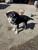 Luna, a female Siberian Husky and Golden Retriever for sale in Romulus, MI – Photo 2 of 3