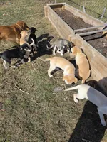 Luna, a female Siberian Husky and Golden Retriever for sale in Romulus, MI – Photo 3 of 3