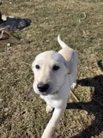 Buttercup, a female Siberian Husky and Golden Retriever for sale in Romulus, MI – Photo 2 of 3