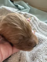 VACKER (Christmas puppy!) , a male Goldendoodle and Double Doodle for sale in Coarsegold, CA – 2 of 7