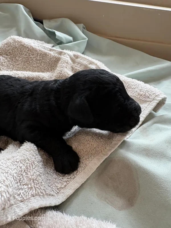 STIG (Christmas puppy!), a male Goldendoodle and Double Doodle for sale in Coarsegold, CA – 1 of 5