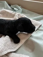 STIG (Christmas puppy!), a male Goldendoodle and Double Doodle for sale in Coarsegold, CA – 1 of 5