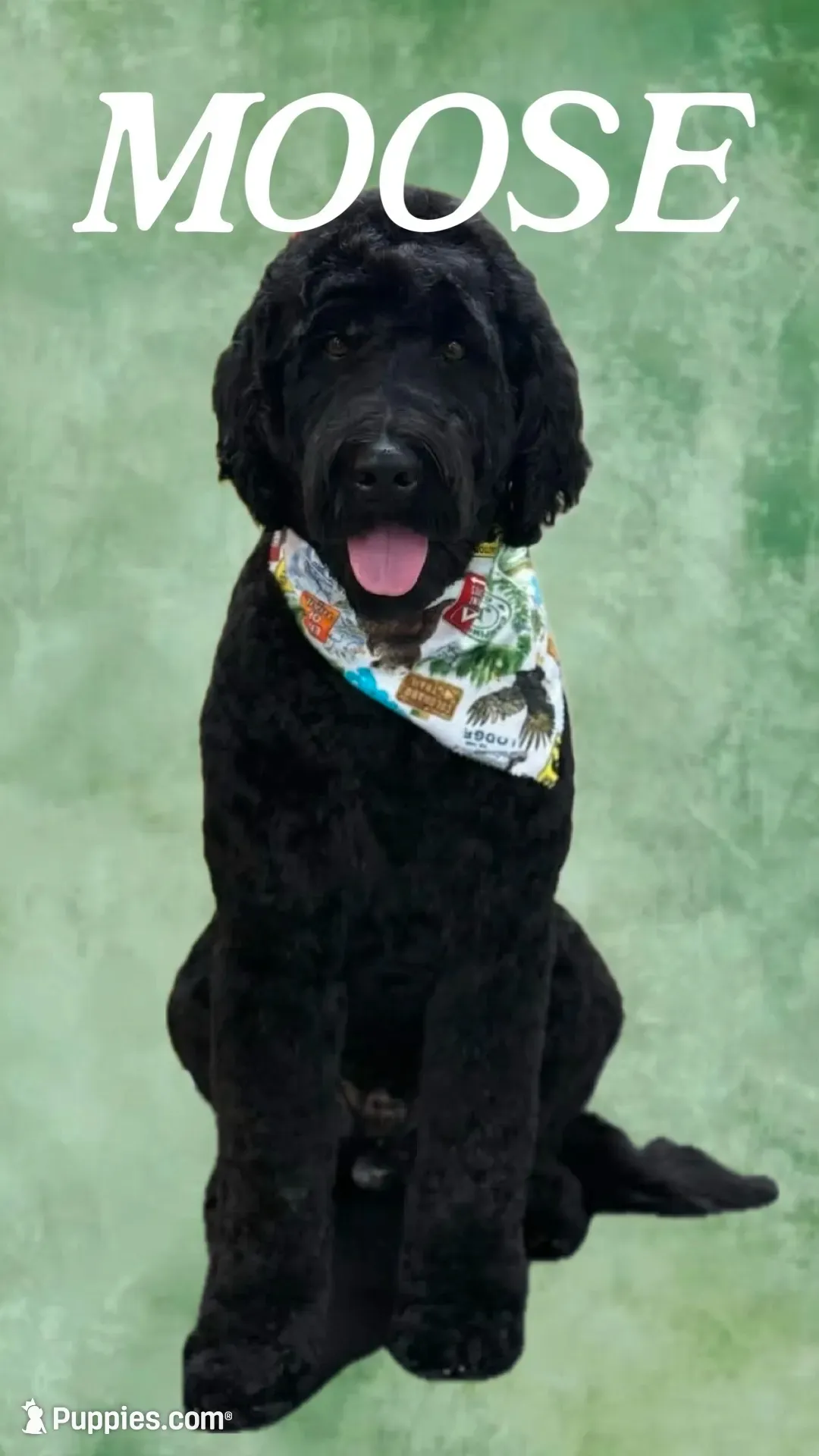 VACKER (Christmas puppy!) , a male Goldendoodle and Double Doodle for sale in Coarsegold, CA – 6 of 7
