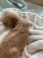 VACKER (Christmas puppy!) , a male Goldendoodle and Double Doodle for sale in Coarsegold, CA – 5 of 7