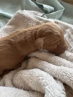 VACKER (Christmas puppy!) , a male Goldendoodle and Double Doodle for sale in Coarsegold, CA – 3 of 7