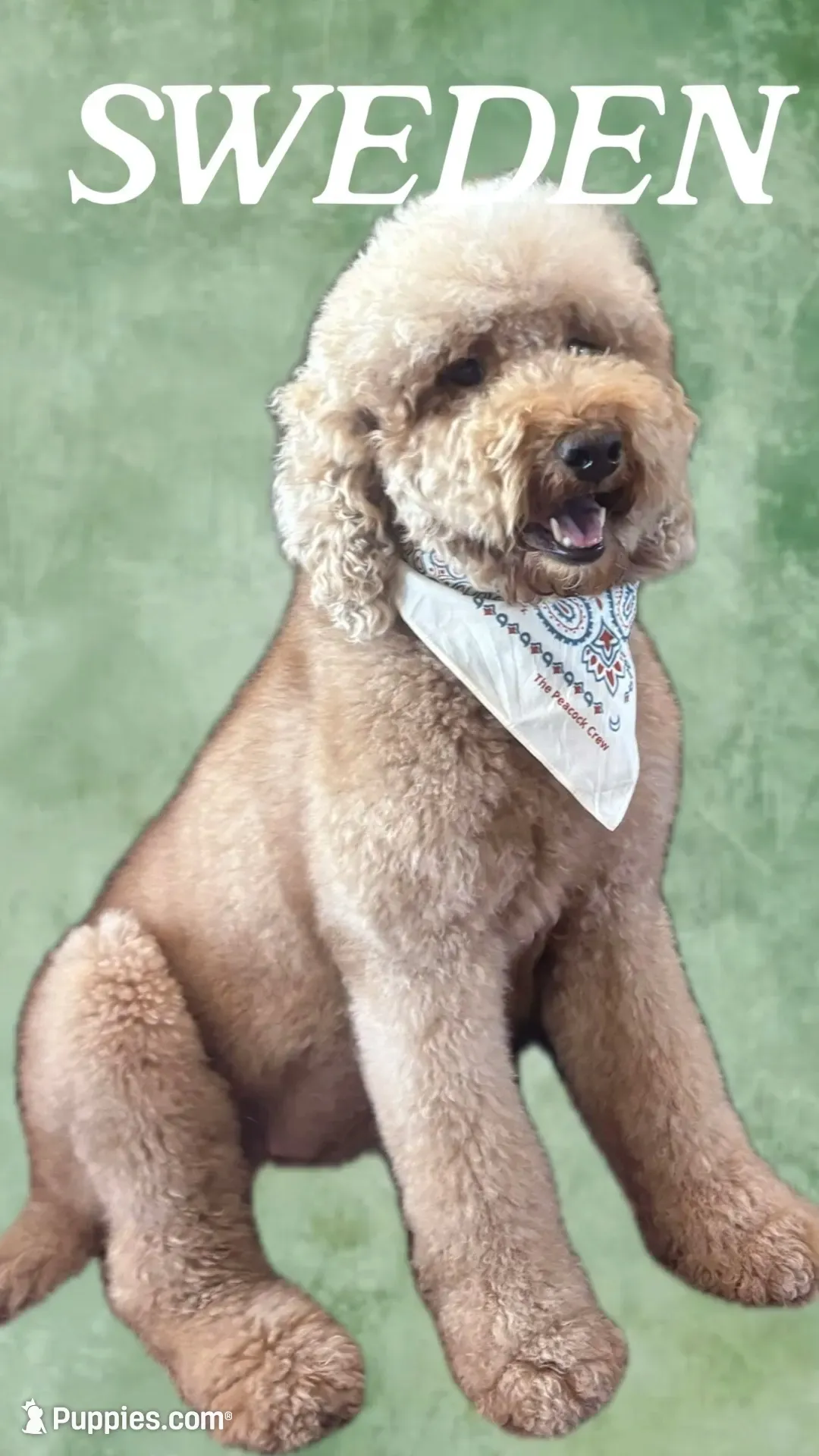 VACKER (Christmas puppy!) , a male Goldendoodle and Double Doodle for sale in Coarsegold, CA – 7 of 7