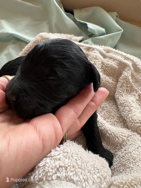 BAJORN (Christmas puppy!) , a female Goldendoodle and Double Doodle for sale in Coarsegold, CA – 1 of 7