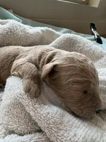 FREYA (Christmas puppy!) , a female Goldendoodle and Double Doodle for sale in Coarsegold, CA – 4 of 6