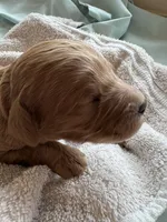 ELIO (Christmas puppy!) , a male Goldendoodle and Double Doodle for sale in Coarsegold, CA – 3 of 5